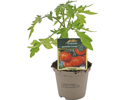 Plant de tomate rayée en pot avec étiquette