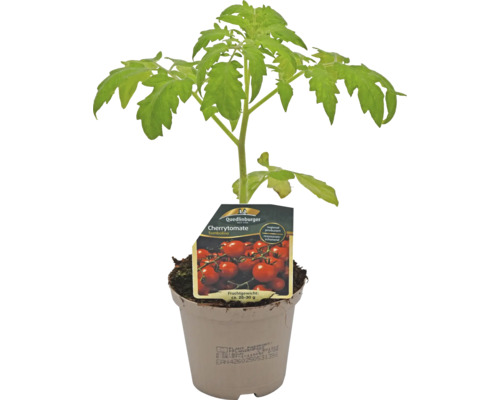 Plant de tomates cerises en pot