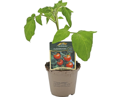 Tomate de plein champ en pot