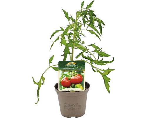 Plant de tomate charnue en pot