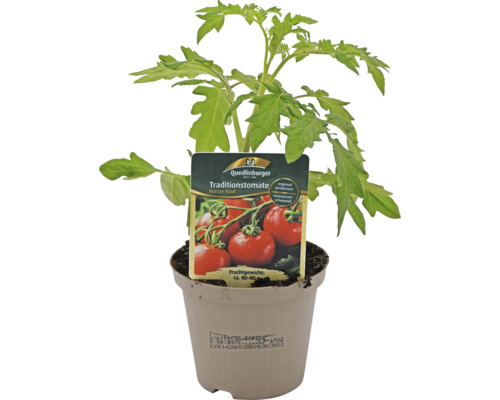 Tomate traditionnelle Harzer Kind en pot