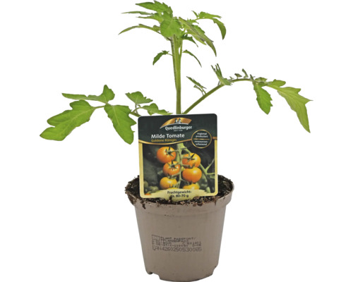 Plant de tomate en pot