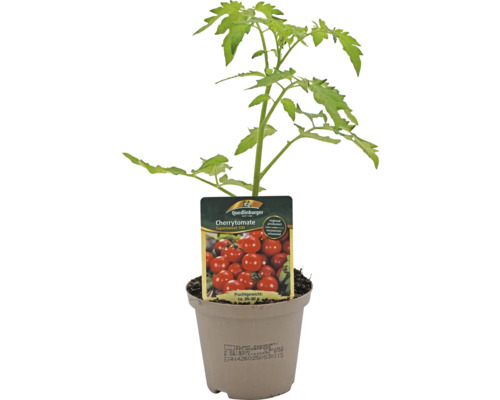 Jeune plant de tomate cerise en pot