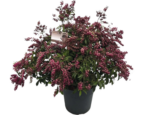 Japanische Lavendelheide, Schattenglöckchen FloraSelf Pieris japonica 'Passion' Co 10 L Laubschön, buschig