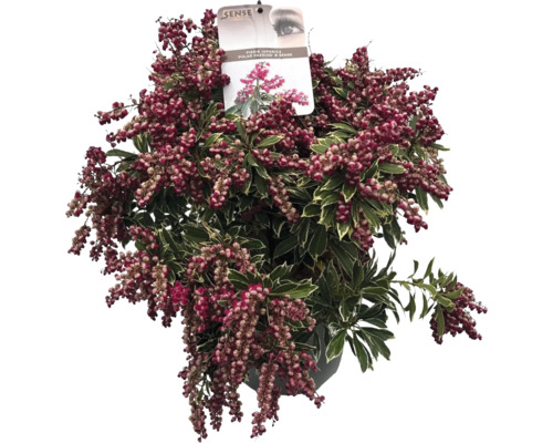 Andromède du Japon FloraSelf Pieris japonica 'Polar Passion' Co 10 l beau feuillage, touffu