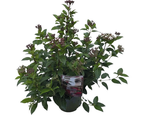 Mittelmeer Schneeball FloraSelf Viburnum tinus Co 2 L