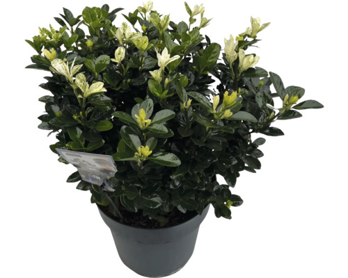 Spindelstrauch, Japanischer Spindelstrauch FloraSelf Euonymus japonicus 'Mikajo'® Co 10 L Laubschön