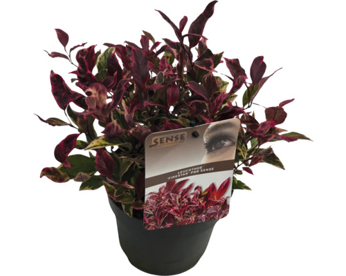 Leucothoé FloraSelf Leucothoe 'Fire Star' Co 2 l beau feuillage