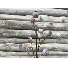 Pavots décoratifs pour le jardin, en tuteurs de parterre