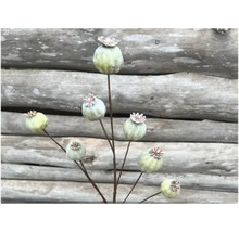 Dekorative Mohnblumenkapseln auf Stielen vor Holzwand