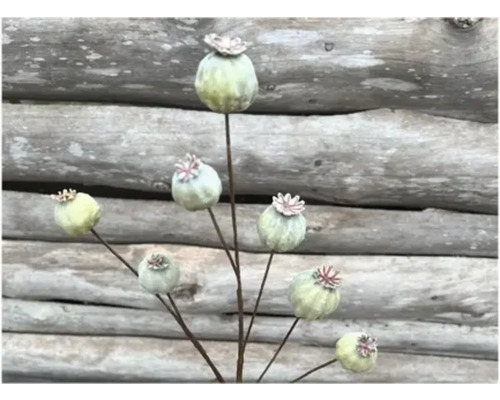 Kunstblume Zweig Papaver Kunstfaser Metall H 66 cm grün Dekorative Mohnblumenkapseln auf Stielen vor Holzwand