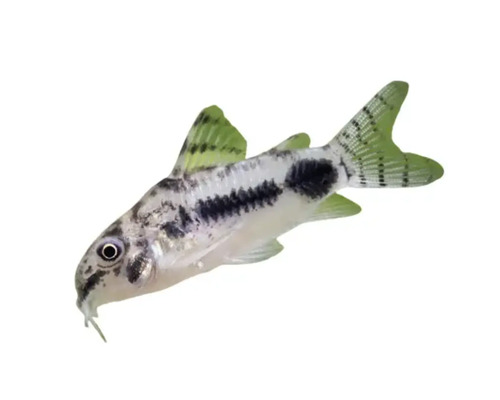 Gepunkteter Panzerwels für Aquarien