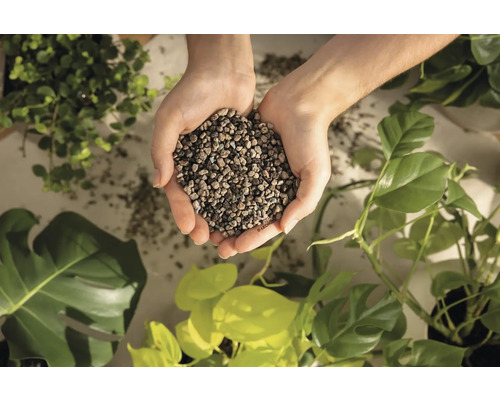 Mains tenant des billes d''argile expansée parmi les plantes d''intérieur