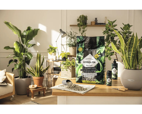 Scène de plantes avec substrat de plantes d''intérieur Lechuza Pon