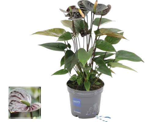 Langue de feu FloraSelf Anthurium andreanum 'Black' H 10-20 cm pot Ø 12 cm