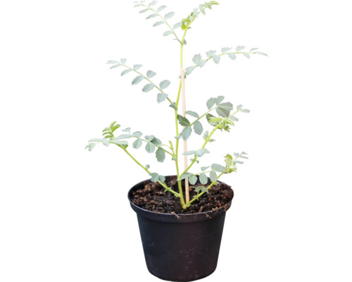 Rose im Topf mit Stützstab