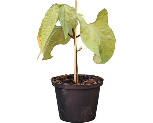 Bohnenpflanze mit Stützstab im Pflanztopf