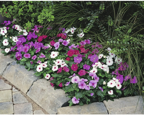 Pervenche de Madagascar, Catharanthus Quatro pot Ø 19 cm