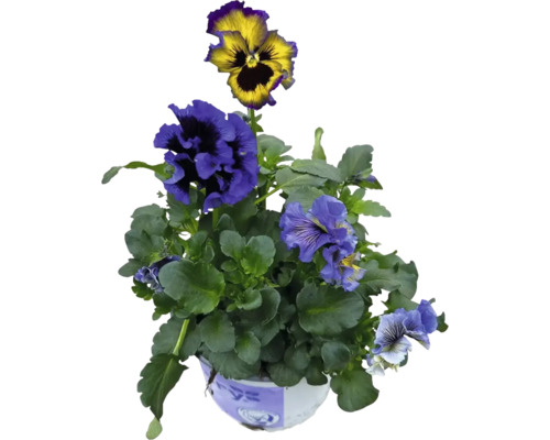 Stiefmütterchen im Topf