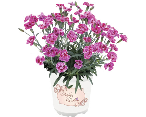 Plante vivace œillet 'Purple Wedding®' Dianthus rose avec oeil rouge pot Ø 12 cm