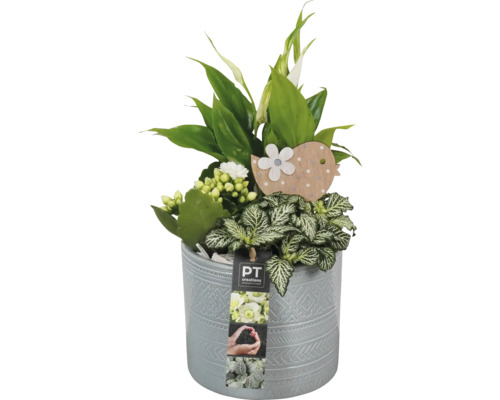 Arrangement de plantes d'intérieur FloraSelf pot en céramique Leon Ø 14 cm avec 3 plantes