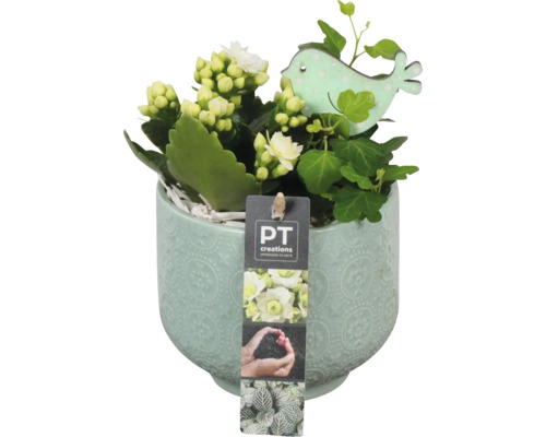Arrangement de plantes d'intérieur FloraSelf pot en céramique Mia Ø 12 cm avec 2 plantes