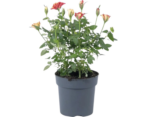 Rosier Special Liss FloraSelf Rosa Liss h 20 cm pot Ø 10,5 cm