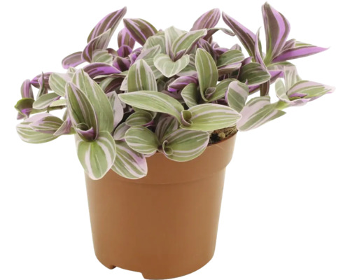Dreimasterblume FloraSelf Tradescantia 'Sweetness' H ca. 15 cm Ø 10,5 cm Topf Zimmerpflanze Tradescantia im Topf