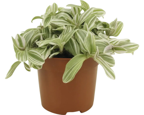 Dreimasterblume FloraSelf Tradescantia 'Tenderness' H ca. 15 cm Ø 10,5 cm Topf Zebra-Ampelkraut im Topf