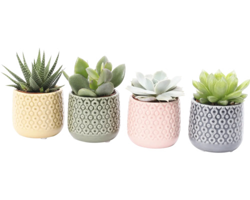 Mélange de succulentes FloraSelf Ø 5,5 cm avec cache-pot en céramique Sao Paolo, sélection aléatoire de variétés