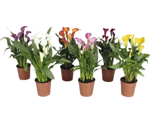 Calla, Zantedeschia MIX FloraSelf h 35 cm env. pot Ø 12 cm div. variétés, sélection aléatoire de variétés