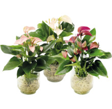 Trois plants d''anthurium dans des vases en verre