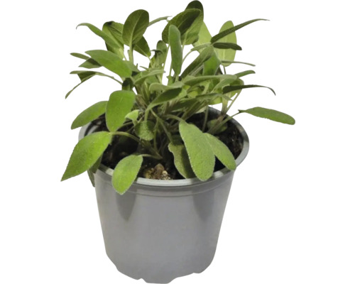 Salbei Pflanze im Topf