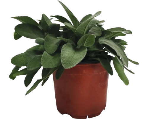 Echter Wollziest Pflanze im Topf