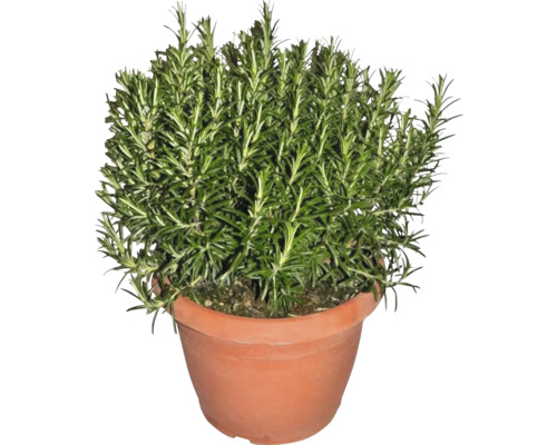 Plant de romarin en pot