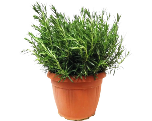 Plant de romarin en pot