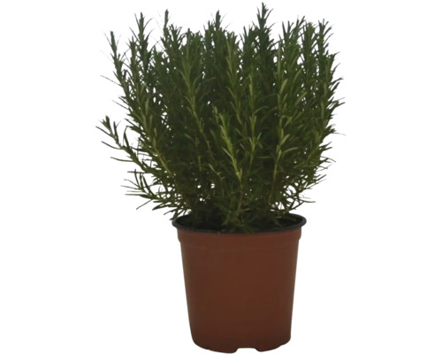 Rosmarinpflanze in einem Topf