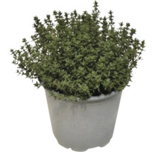 Thym en pot