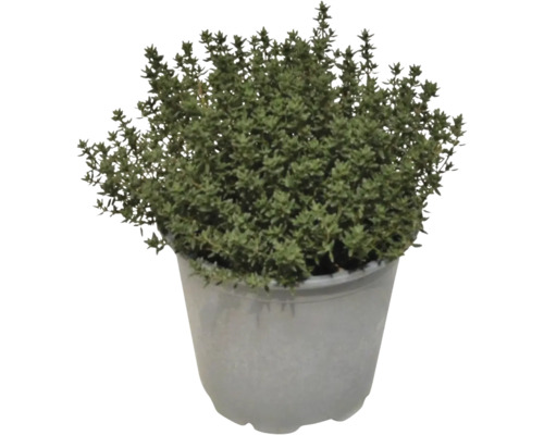 Thym en pot