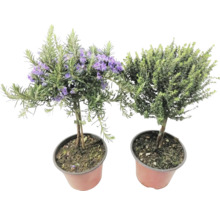 Deux plantes en pot : du romarin avec des fleurs violettes et une autre plante verte