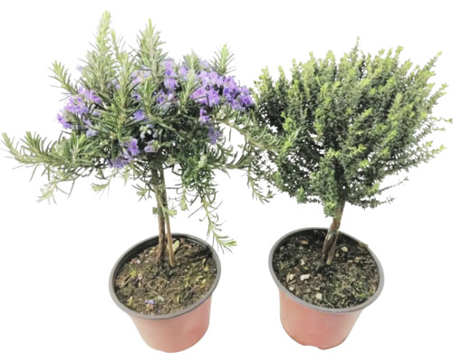Deux plantes en pot : du romarin avec des fleurs violettes et une autre plante verte
