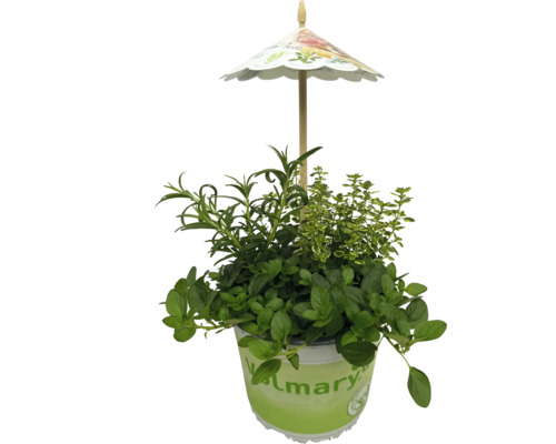 Kräutertopf mit verschiedenen Kräutern und Dekoschirm