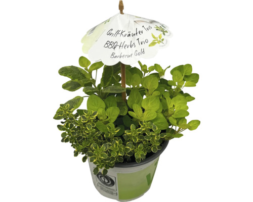 Pot d''herbes avec Grillkräuter Trio, BBQ-Herbs Trio et Barbecue Gold