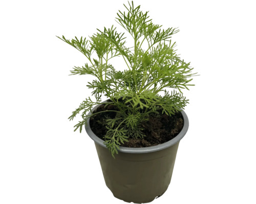 Echte Kamille im Topf