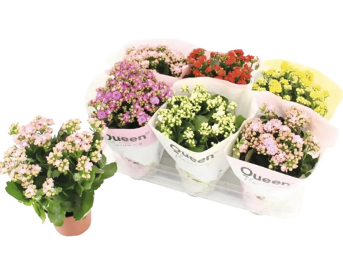 Kalanchoé de Blossfeld mélange FloraSelf Kalanchoe h 20-25 cm pot Ø 14 cm assortiment aléatoire de variétés