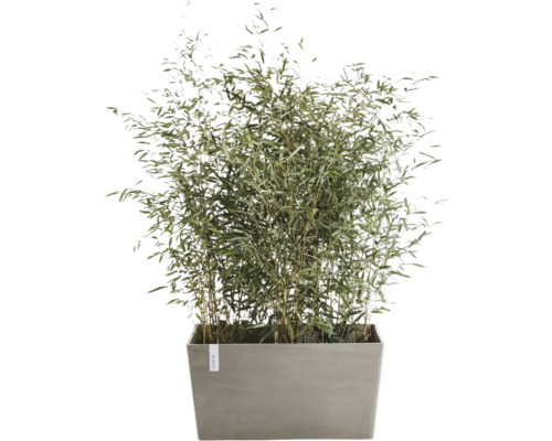 Bambuspflanze im Topf