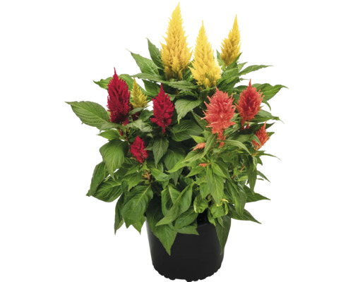 Célosie argentée Celosia pot Ø 19 cm