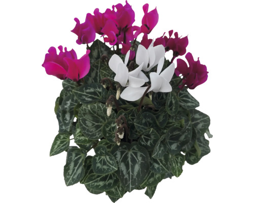 Cyclamen persicum Trio pot Ø 12 cm