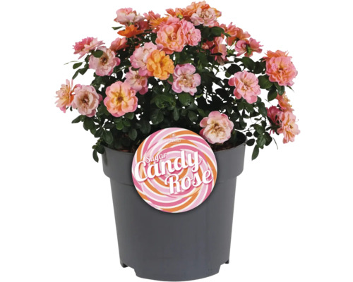 Rose Sugar Candy en pot