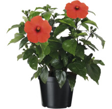 Hibiscus en pot